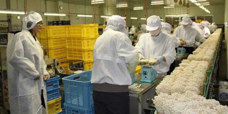 Các đơn hàng xuất khẩu Nhật Bản lương cao, phỏng vấn dễ đậu
